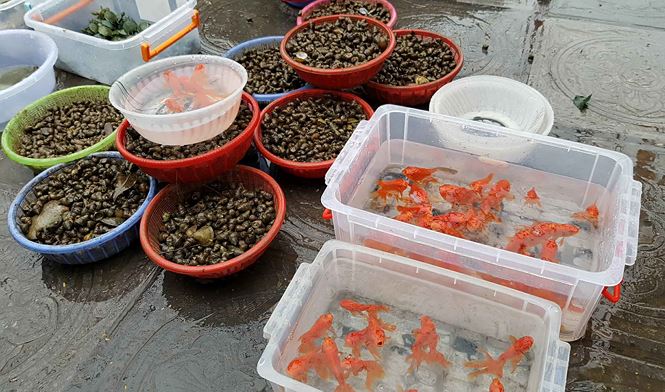 Rùa, cá vừa phóng sinh bị vợt ngay trước mắt tại chùa Trấn Quốc